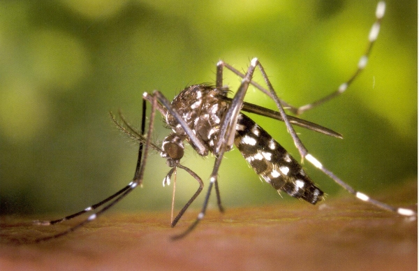 ⓒWing Beats, Florida Mosquito Control Association